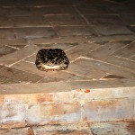 Our fearless, chubby, nocturnal visitor