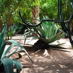 There are massive varieties of cacti in the garden of Yves Saint Laurent