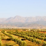 View of olive trees and Atlas mountain from the terrace of our hotel